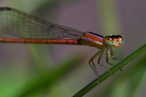 Agriocnemis femina