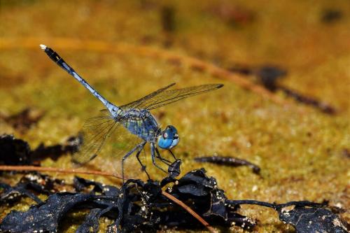 Diplacodes trivialis