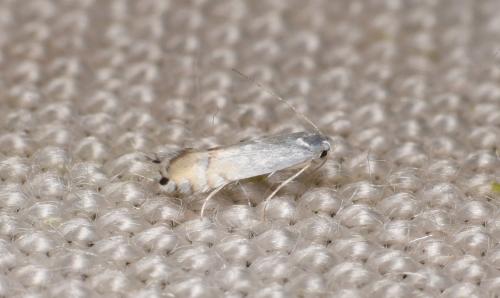 Phyllocnistis labyrinthella