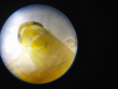 Typhlocybinae