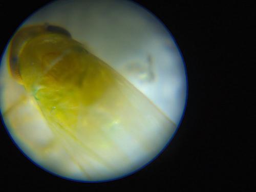 Typhlocybinae