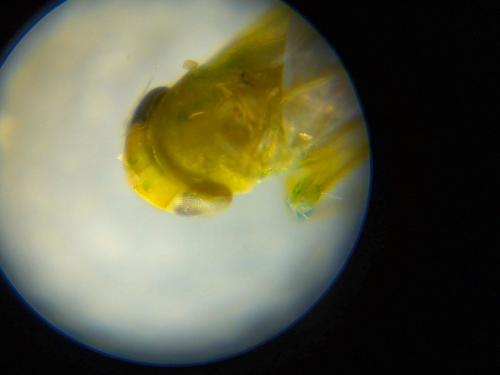 Typhlocybinae