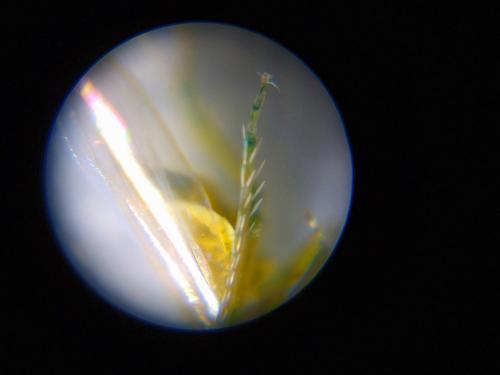 Réf. 287 729 : Typhlocybinae inconnu