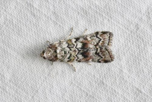 Réf. 287 534 : Dioryctria abietella
