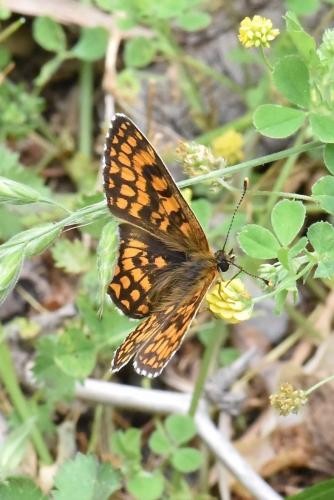 Melitaea sp.
