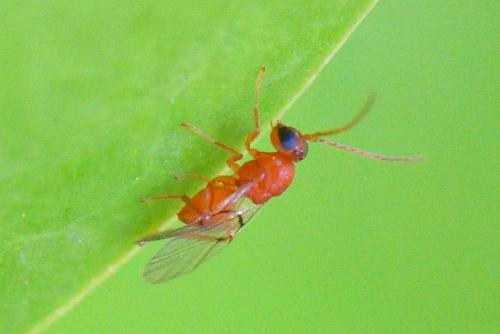 Réf. 287 599 : Callirhytis rufescens