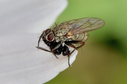 Réf. 287 245 : Coenosia tigrina