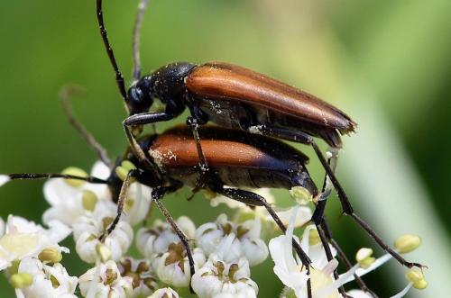 Réf. 287 223 : Stenurella melanura