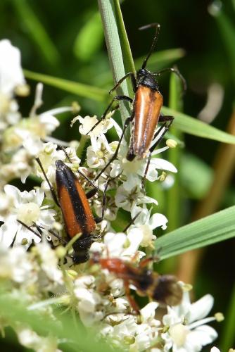 Réf. 287 207 : Stenurella melanura
