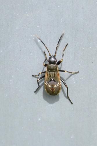 Réf. 287 211 : Rhyparochromus vulgaris