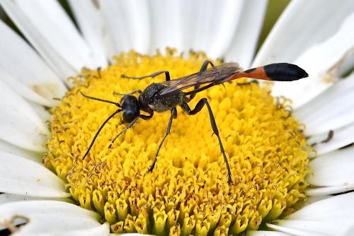 Ammophila sabulosa