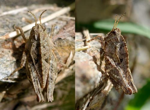 Tetrix sp.