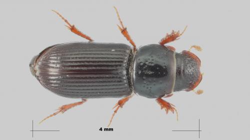 Pleurophorus pannonicus