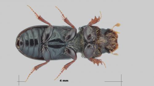 Pleurophorus pannonicus