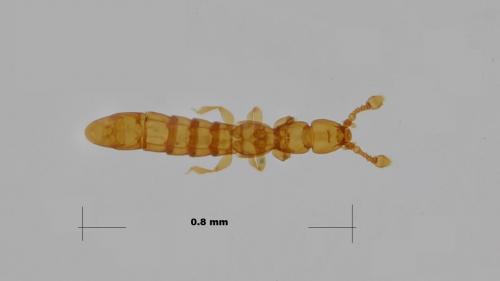 Mayetia bonadonai