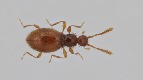 Euconnus linderi