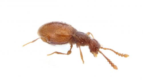 Euconnus linderi