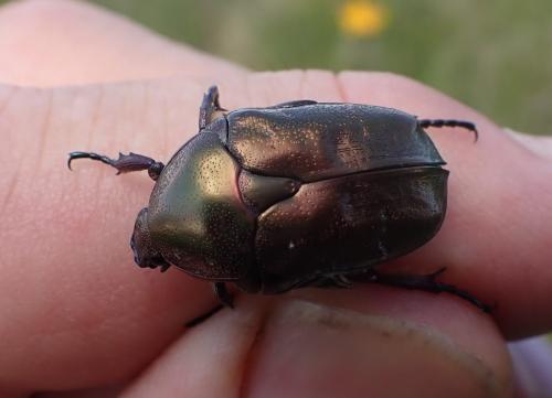 Réf. 287 263 : Potosia cuprea