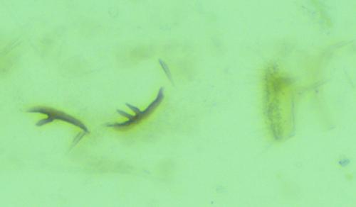 Phyllocnistis labyrinthella