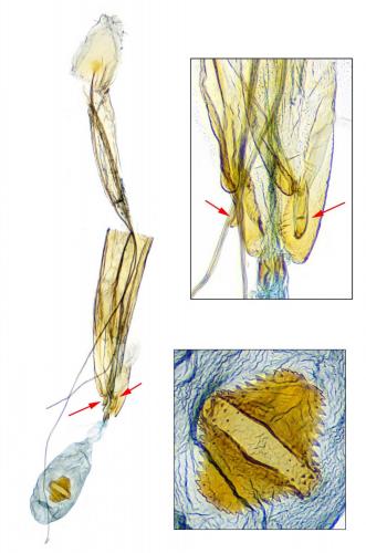 Réf. 287 306 : Gelechia sororculella