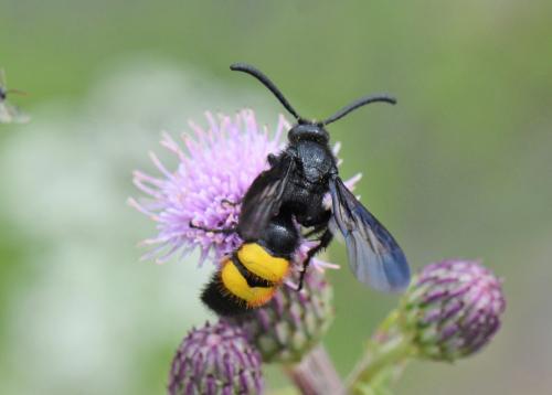 Scolia hirta hirta M] Scolia - Le Monde des insectes