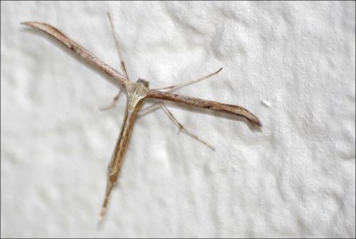 Réf. 287 544 : Emmelina sp.
