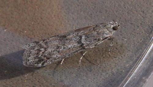 Réf. 287 546 : Phycitinae inconnu