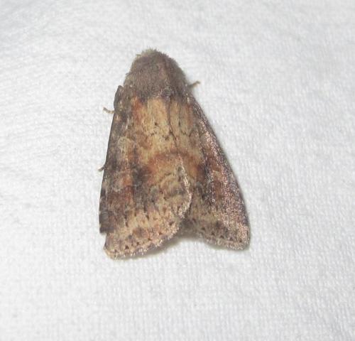 Parastichtis suspecta