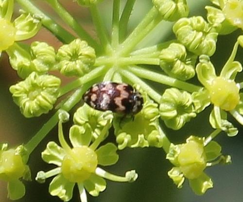 Attagenus trifasciatus
