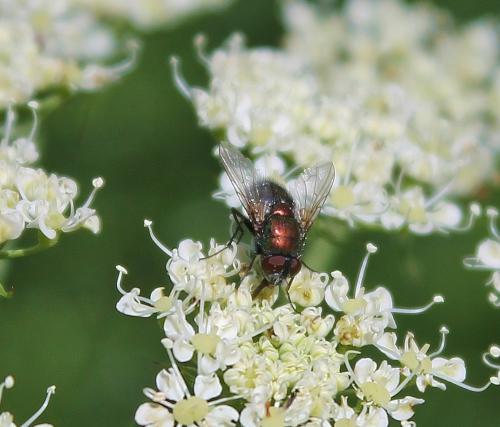 Lucilia sp.