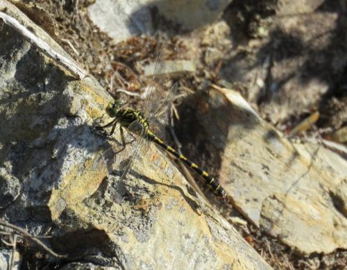 Onychogomphus forcipatus