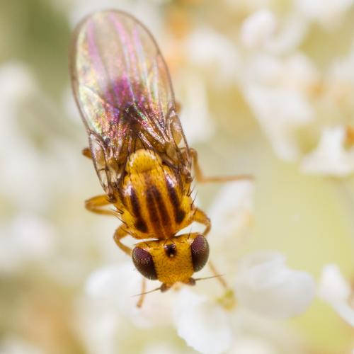 Trachysiphonella sp.