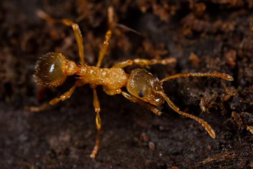 Réf. 287 894 : Myrmica sp.