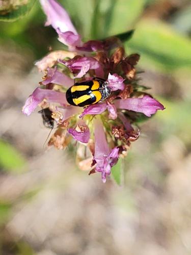 Cryptocephalus vittatus