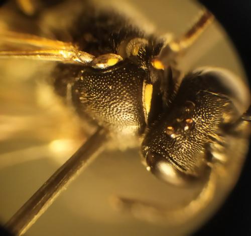 Réf. 287 156 : Hylaeus sp.