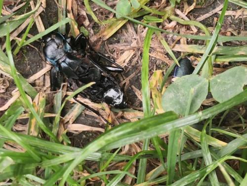 Carabus germari