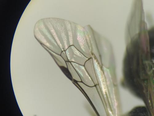 Réf. 287 154 : Hylaeus sp.