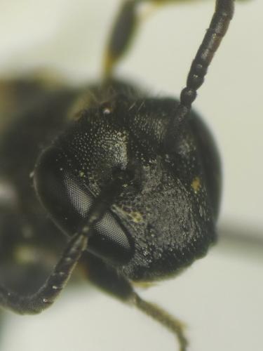 Réf. 287 157 : Hylaeus sp.