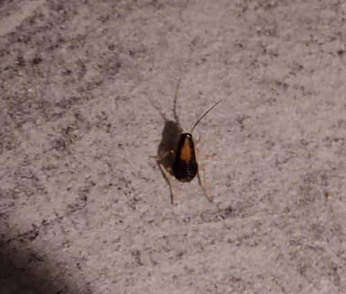 Blattella germanica