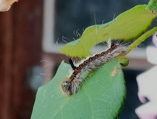 Réf. 287 317 : Acronicta psi