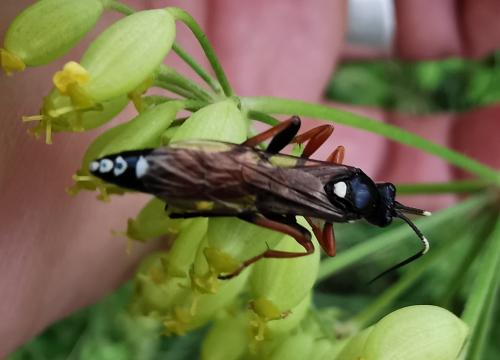 Réf. 287 702 : Diphyus raptorius