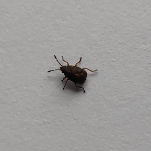 Kleidocerys sp.