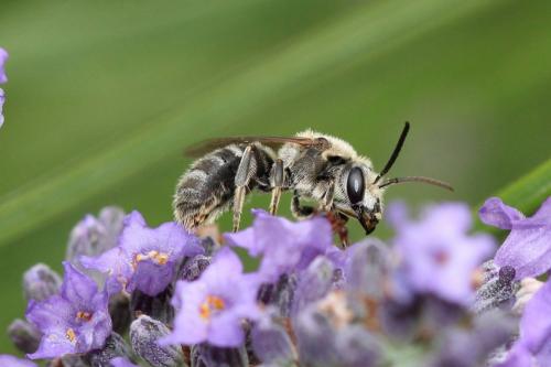 Réf. 287 900 : Lasioglossum sp.