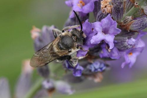 Lasioglossum sp.