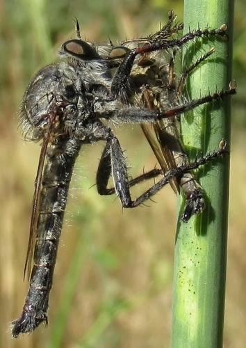 Machimus gonatistes