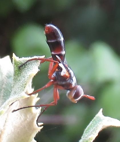 Cylindromyia rubida