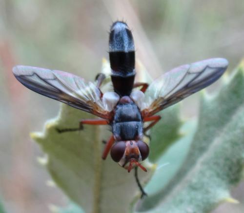 Cylindromyia rubida