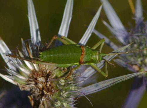 Réf. 287 100 : Ephippiger diurnus diurnus