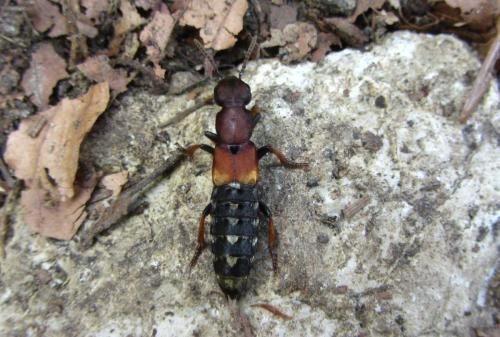 Dinothenarus fossor