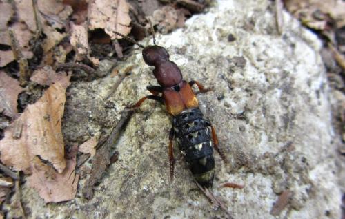 Dinothenarus fossor